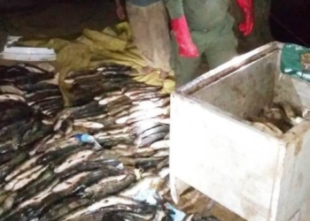 Cuatro sancionados en zona de islas: decomisaron pescados y carpinchos