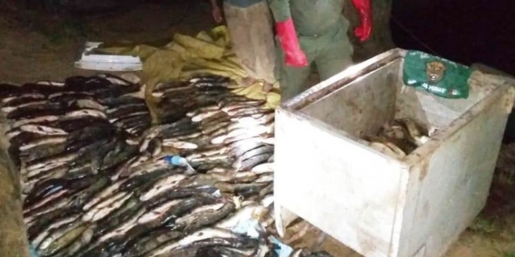 Cuatro sancionados en zona de islas: decomisaron pescados y carpinchos