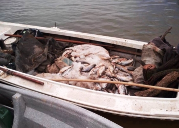Tres personas sancionadas y 285 sábalos decomisados entre Barrancas y Gaboto