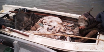 Tres personas sancionadas y 285 sábalos decomisados entre Barrancas y Gaboto