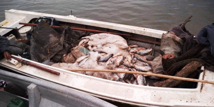 Tres personas sancionadas y 285 sábalos decomisados entre Barrancas y Gaboto