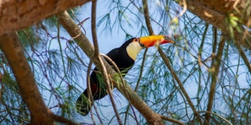 ¿Tucanette sos vos? Creen que voló de Totoras a San Genaro, donde ya lo vieron