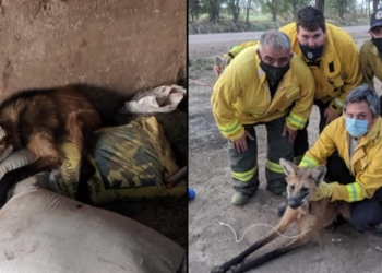 Hallaron, curaron y liberaron un aguará guazú en la región