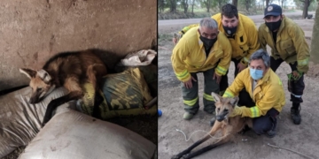 Hallaron, curaron y liberaron un aguará guazú en la región