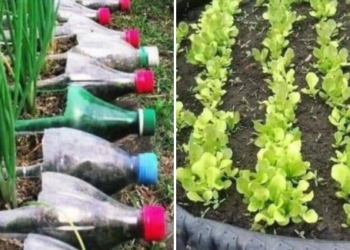 El CEPA Maciel te invita a su proyecto de huerta en casa