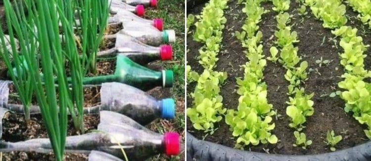 El CEPA Maciel te invita a su proyecto de huerta en casa