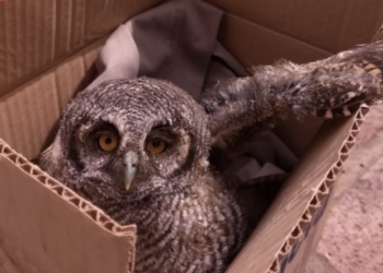 Un búho fue hallado gravemente herido en Totoras