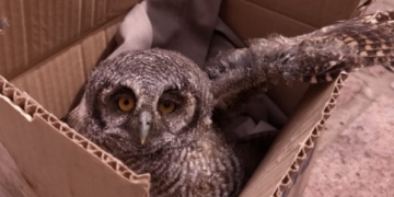 Un búho fue hallado gravemente herido en Totoras