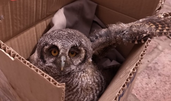 Un búho fue hallado gravemente herido en Totoras