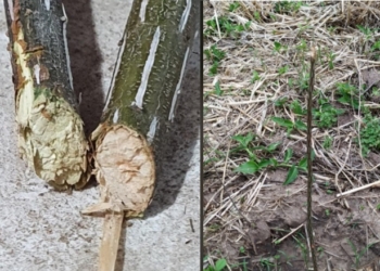 El Club Maciel volvió a sufrir la rotura de plantas nuevas en su predio