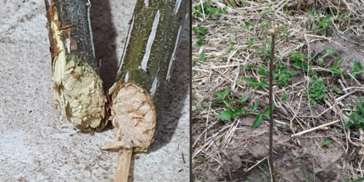 El Club Maciel volvió a sufrir la rotura de plantas nuevas en su predio