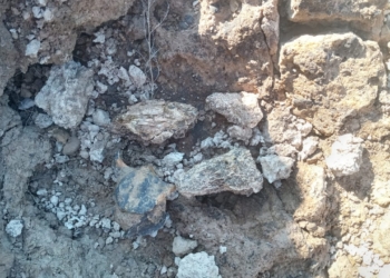 Hallazgo en Gaboto: descubrirán nuevos restos fósiles