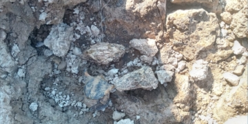 Hallazgo en Gaboto: descubrirán nuevos restos fósiles