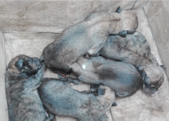 Díaz: encontraron 6 cachorros en una bolsa y con el cordón umbilical