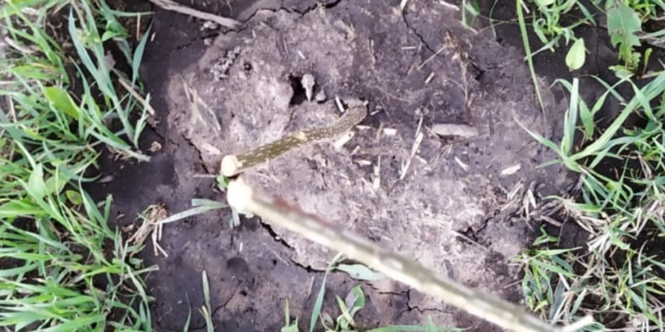 Ya son 20 plantas dañadas en el predio del Club Maciel