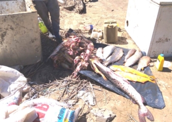 Tres pescadores sancionados en Gaboto por capturar especies prohibidas