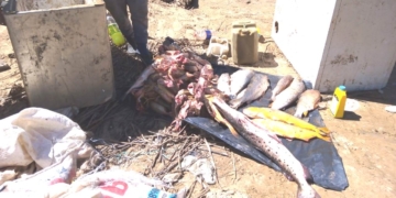 Tres pescadores sancionados en Gaboto por capturar especies prohibidas