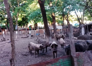 Díaz: sancionaron a un hombre tras una inspección en un criadero de animales sin habilitación 