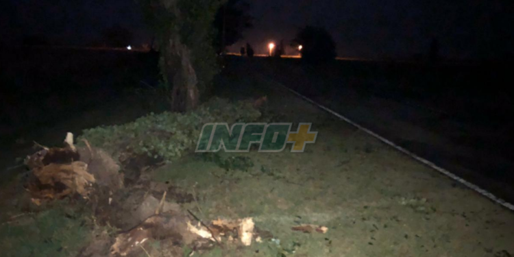 Fuerte temporal en San Genaro: cayeron 5 árboles en el “acceso de la Virgen”