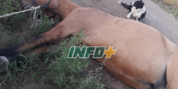 Venganza equivocada: mataron de 9 disparos a un caballo en la región