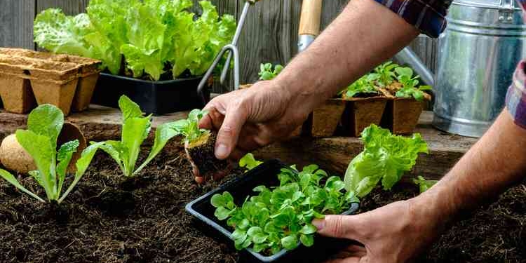 Entregarán las semillas de Prohuerta a vecinos de Gaboto