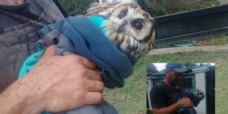 Un vecino rescató a un búho herido en La Ribera