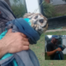 Un vecino rescató a un búho herido en La Ribera