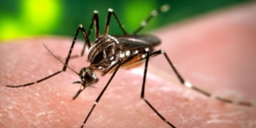 Diana presentó un proyecto para prevenir y controlar el dengue