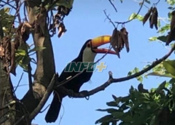 tucan