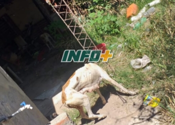 Maltrato animal en Monje: abandonaron perros atados en una casa