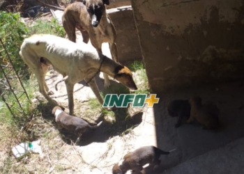 Maltrato animal en Monje: abandonaron perros atados en una casa