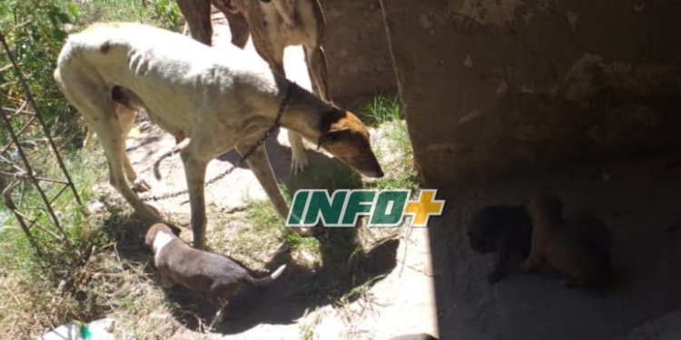 Maltrato animal en Monje: abandonaron perros atados en una casa
