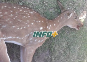 Apareció un ciervo en Díaz: quisieron salvarlo pero falleció
