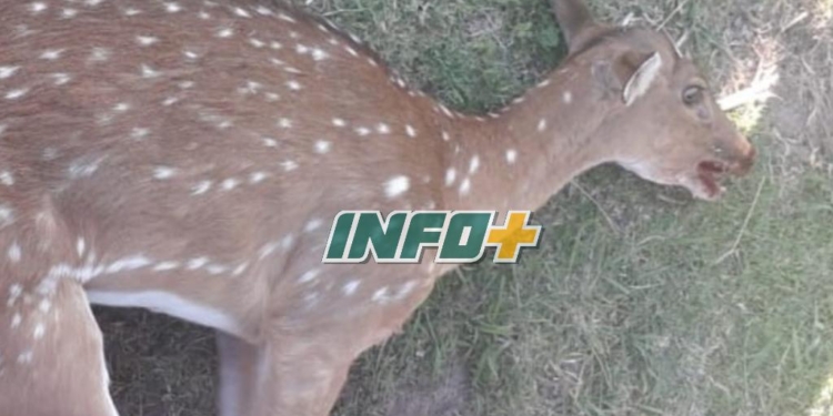 Apareció un ciervo en Díaz: quisieron salvarlo pero falleció