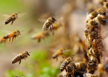 Tres hombres fueron atacados por cientos de abejas en Barrancas: «Fue lo peor que me pasó en la vida»