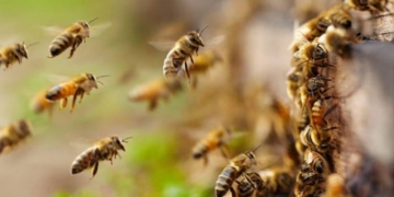 Tres hombres fueron atacados por cientos de abejas en Barrancas: «Fue lo peor que me pasó en la vida»