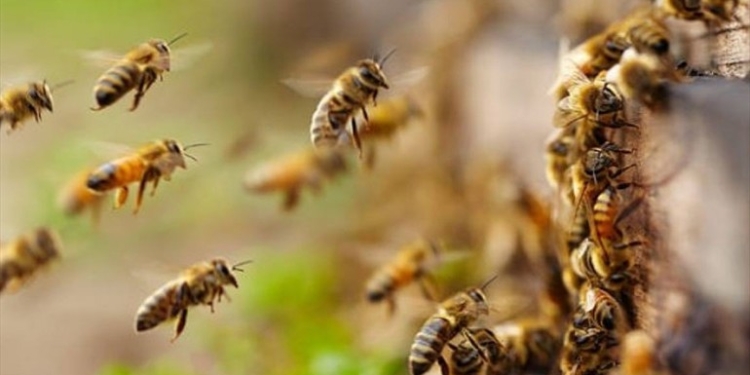 Tres hombres fueron atacados por cientos de abejas en Barrancas: «Fue lo peor que me pasó en la vida»