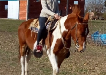 Robaron un caballo en la puerta de una vivienda en Timbúes