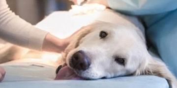 Oliveros tendrá una jornada de castración tras varios meses de pandemia