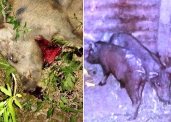 Gaboto: decomisaron 4 chanchos salvajes y sancionaron a un hombre