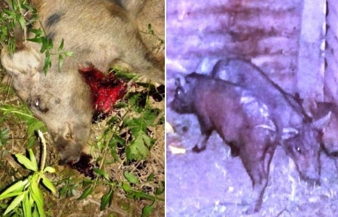 Gaboto: decomisaron 4 chanchos salvajes y sancionaron a un hombre