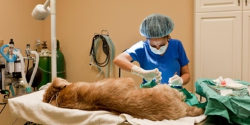 Preparan una nueva castración masiva y gratuita en Barrancas