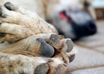 Al menos dos perros envenenados en Maciel: uno murió