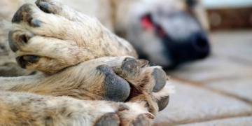 Al menos dos perros envenenados en Maciel: uno murió