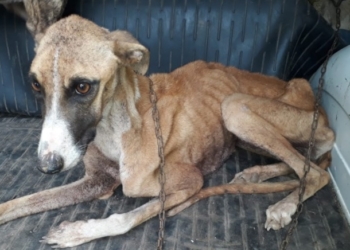Rescataron a perros galgos atados y desnutridos en Barrancas