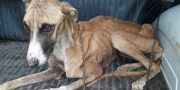 Rescataron a perros galgos atados y desnutridos en Barrancas