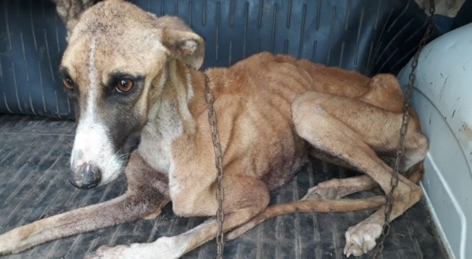 Rescataron a perros galgos atados y desnutridos en Barrancas