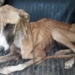 Rescataron a perros galgos atados y desnutridos en Barrancas