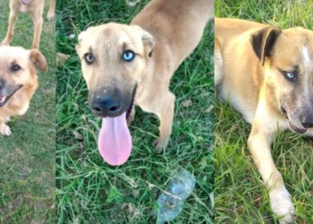 Rescataron a perros envenenados en el cementerio de Arocena