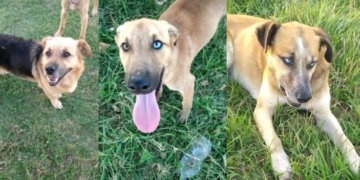 Rescataron a perros envenenados en el cementerio de Arocena